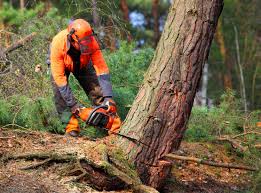 Best Utility Line Clearance  in Parkway, CA